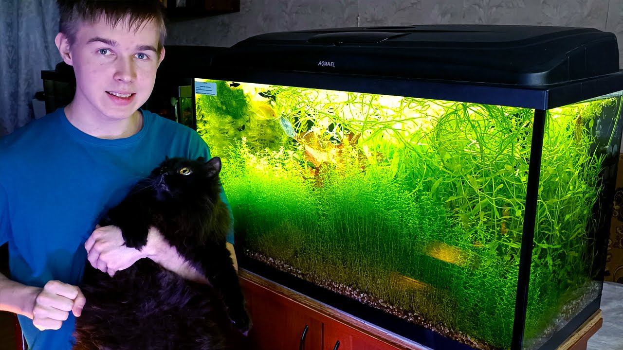 Аквариум травник без со2 VS с со2 смотреть онлайн