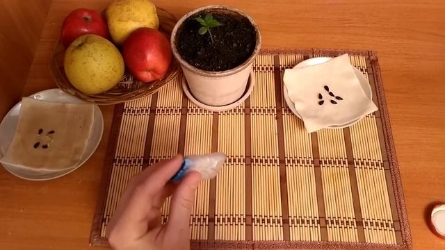 КАК ВЫРАСТИТЬ ЯБЛОНЮ ИЗ КОСТОЧКИ? СТРАТИФИКАЦИЯ СЕМЯН смотреть онлайн