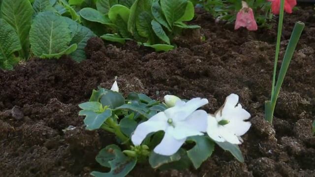 Panasonic HDC-SD800-Test-2