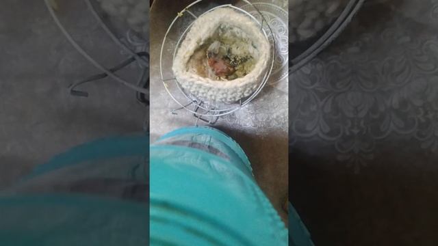 Кормление птенцов щегла смотреть онлайн