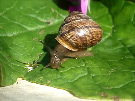 Улитка смотреть онлайн