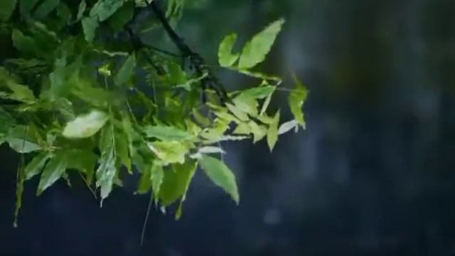 звук дождя для сна медитации и релаксации или дучебы #сна#релакс#учоба смотреть онлайн