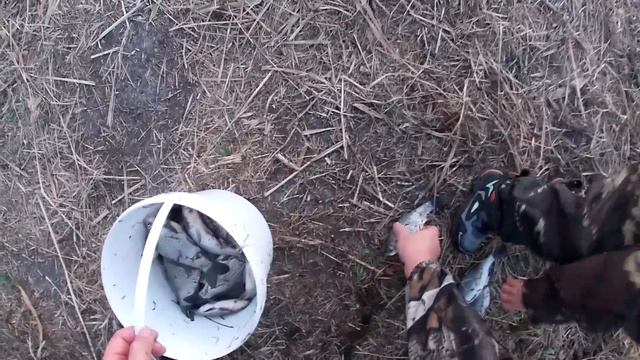 Вечерние караси. Кастинговая сеть 6 метров. смотреть онлайн