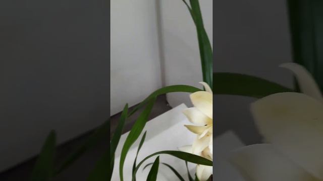 Цимбидиум. Купить в СПб @gorshki.spb смотреть онлайн