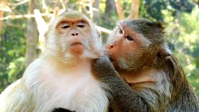 Sweet !! Briget Monkey Feeling So Comfort That Got Best Grooming From Big Scarlet Monkey смотреть онлайн