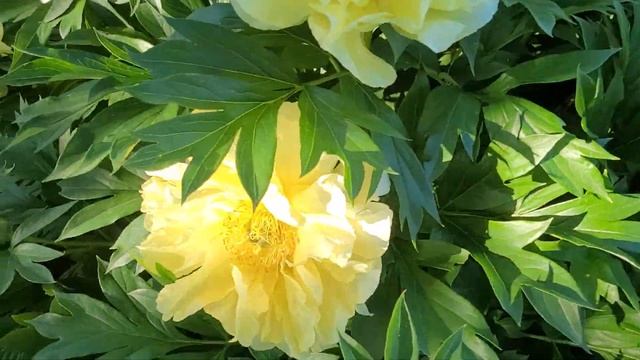 Пионы в моём саду. Пион ИТО-гибрид Bartzella. ? смотреть онлайн