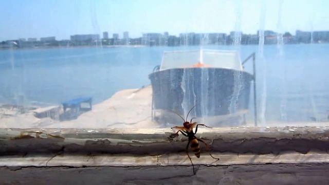 Страшная огромная оса смотреть онлайн