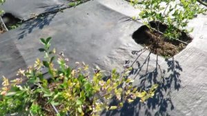 Сорта Голубики! Плюсы и Минусы Каждого Сорта! Какую голубику купить? Как вырастить голубику?