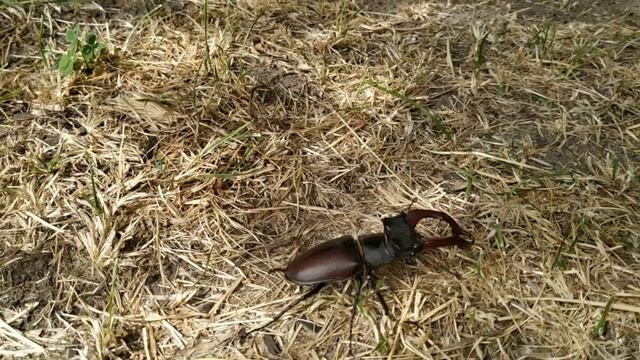 Что это за жук ? Природа онлайн . Насекомые. смотреть онлайн