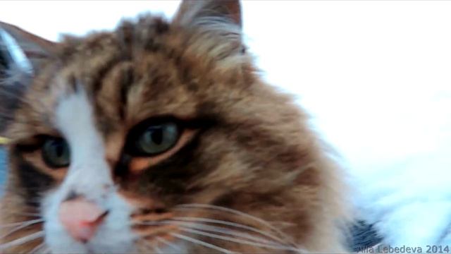 Chicken vs Cat Кот да петух New Year Павловские куры и Кошки Новый год смотреть онлайн