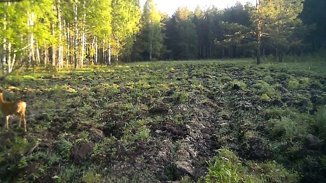 Молодой козлик с рожками на поле кадры с фотоловушки смотреть онлайн