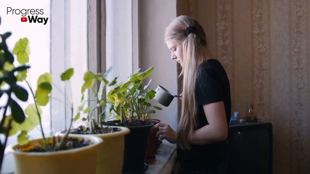 3 Подкормки Для Денежного Дерева От Которых Оно Зацветает 100% Чем Подкормить Денежное Дерево? смотреть онлайн