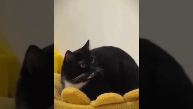 Этот кот очень удивлен происходящему))) смотреть онлайн