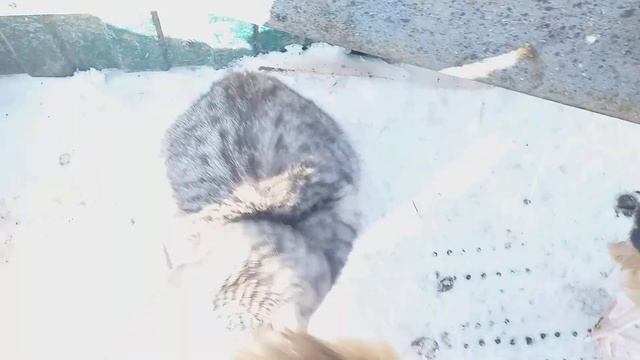 Мои животные не когда не проголодаются... смотреть онлайн