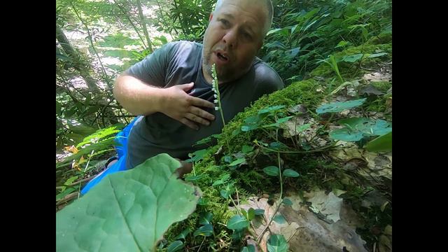 On the Ground w/ Eric Comley Garrard Co. 4-H YD and Lesser Rattlensnake Plaintain (Goodyera repens) смотреть онлайн