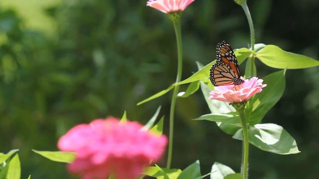August Flowers-Cecily Phlox, Zinnias, Sunflowers, Cosmos, Butterflies-Garden смотреть онлайн