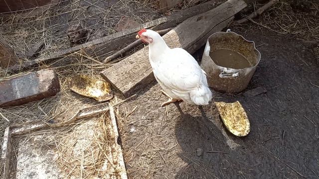 ОГРОМНЫЕ УБЫТКИ НА НАШЕМ ХОЗЯЙСТВЕ... НАЧАЛАСЬ ЧЕРНАЯ ПОЛОСА! смотреть онлайн