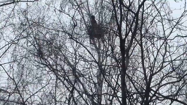 апрельский рейд (ч.3 - корзиночная)) смотреть онлайн