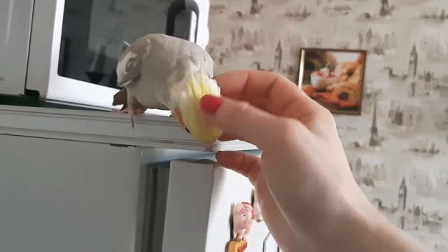 Korella Loves Being Stroked (Корелла любит, когда её гладят)