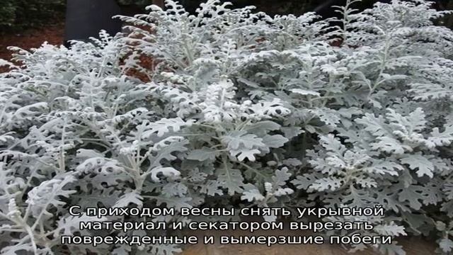 Неприхотливый однолетний цветок – цинерария морская смотреть онлайн