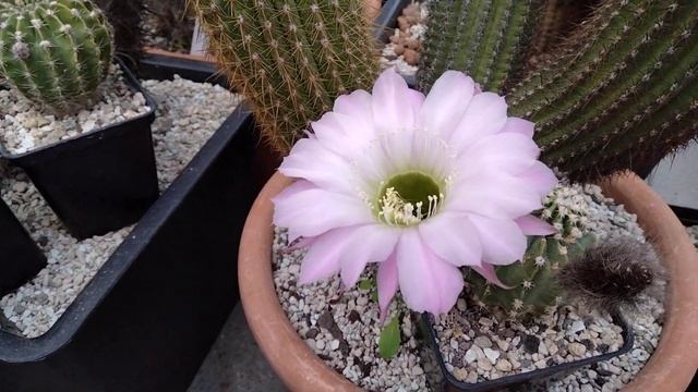 Изумительное цветение кактусов летом...Эхинопсисы.Лобивии.Матуканы... смотреть онлайн