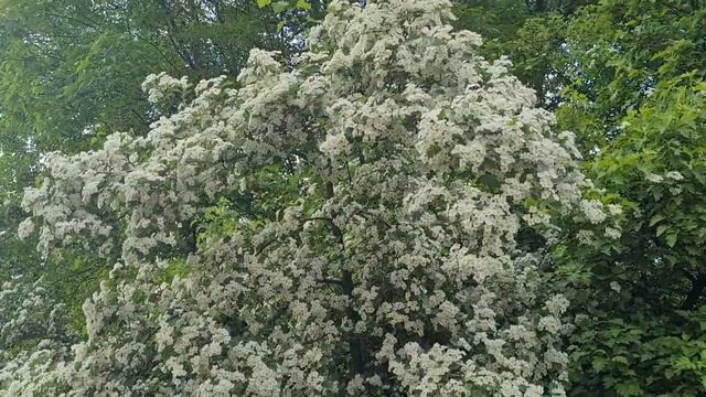 VLOG ВЛОГ | НАША СУББОТА | САНКТ-ПЕТЕРБУРГ ОТДЫХАЕМ В ГОРОДЕ смотреть онлайн