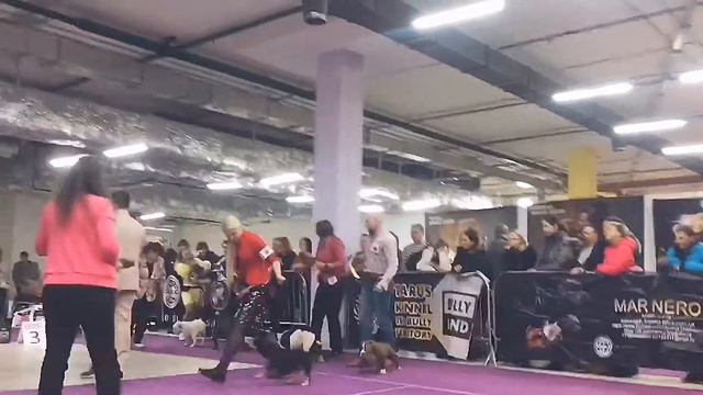 Barracuda & Babadook at ABKC show смотреть онлайн