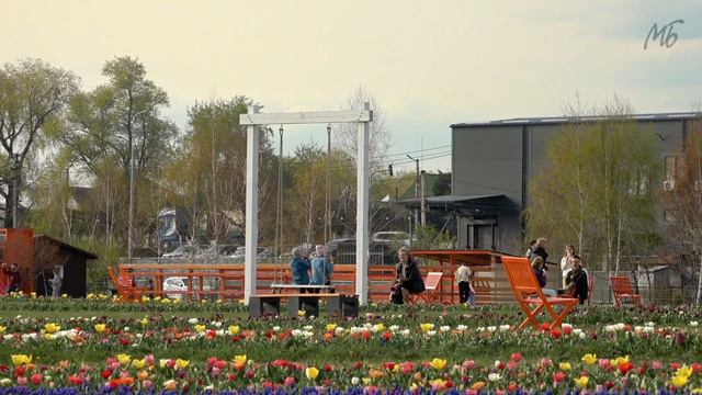 Чим цьогоріч вразить тюльпанове поле на Буковині смотреть онлайн