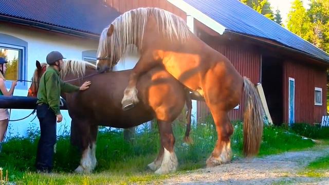 спаривания лошадей