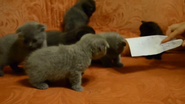 Котята-британцы на продажу. смотреть онлайн