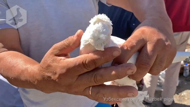 Птичий рынок г. Ташкент - ГОЛУБИ (25.09.2021) / Uzbek Pigeons смотреть онлайн