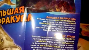 Акулы МАКСИ деАгостини. Барракуда и плащеносная акула