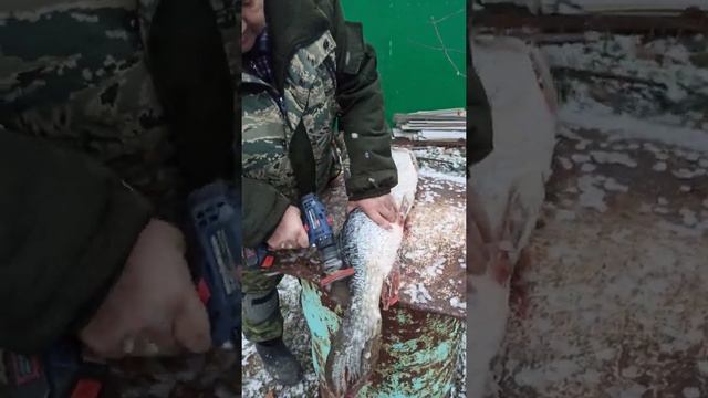 Крутая чистка ЩУКИ! смотреть онлайн
