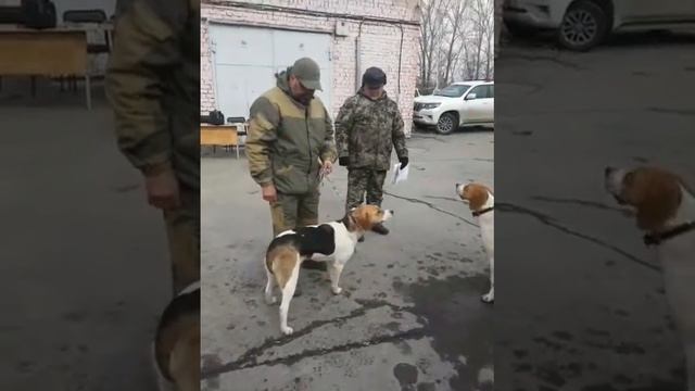 70-я Башкирская региональная выставка охотничьих собак. 27.03.2022 г. смотреть онлайн