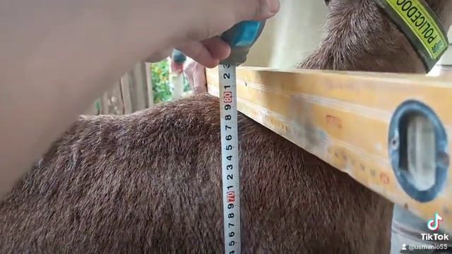 сатылат таза кандуу Арашан козу кочкор линия Аюб смотреть онлайн
