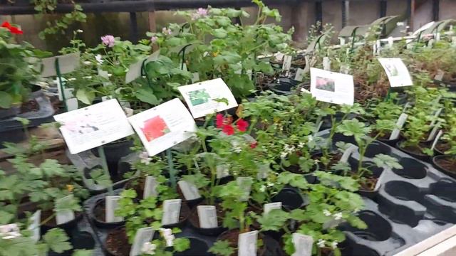 Pelargoniums Kwekerij Morning Glory 2023 смотреть онлайн