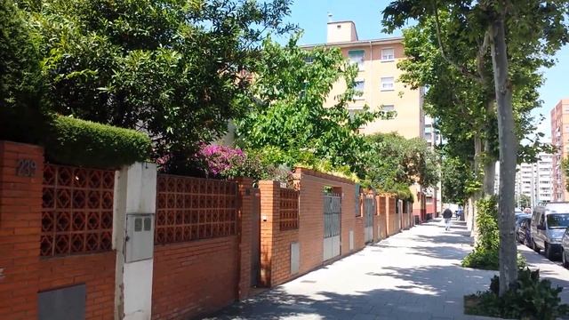 Как растет бугенвилия. смотреть онлайн