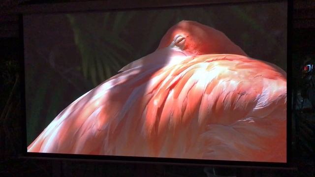 Viewsonic M2E Projeksiyon Incelemesi