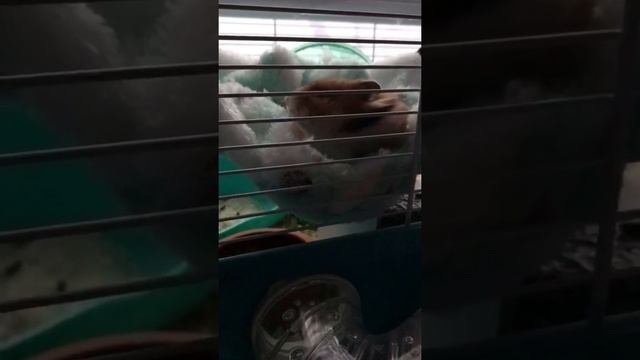 Как зевает хомяк смотреть онлайн
