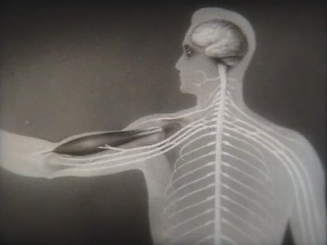 Физиология человека. Физиологические свойства мышечной и нервной ткани