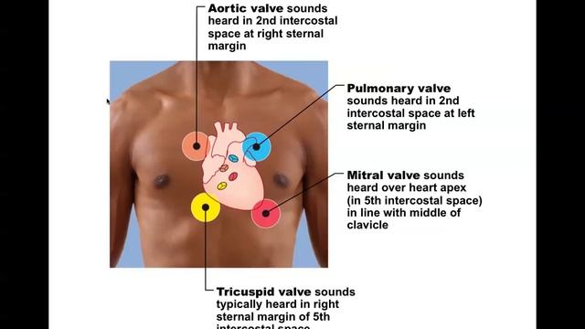 Chapter 18 The Heart Part B Audio Lecture смотреть онлайн