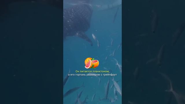 МОЖЕТ ЛИ ЧЕЛОВЕК ВЫЖИТЬ ВНУТРИ КИТА? ЧТО ДЕЛАТЬ, ЕСЛИ ЧЕЛОВЕКА ПРОГЛОТИТ КИТ смотреть онлайн