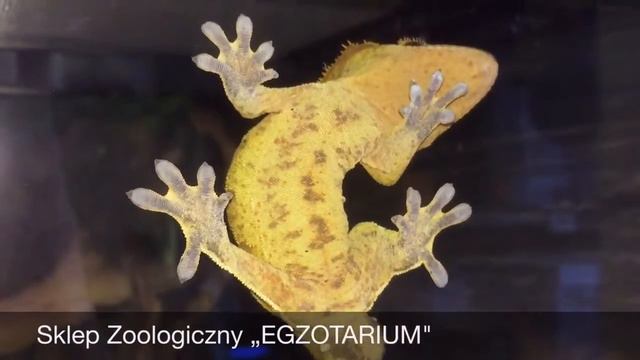 Gekon Orzęsiony. Sklep Zoologiczny „EGZOTARIUM
