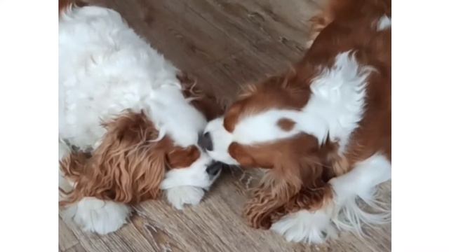 Кавалер Кинг Чарльз спаниель. Питомник "Сибирский стиль" смотреть онлайн