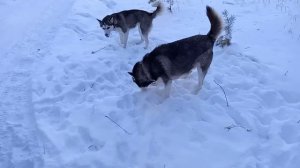 Вязка собак.Хаски первый раз.