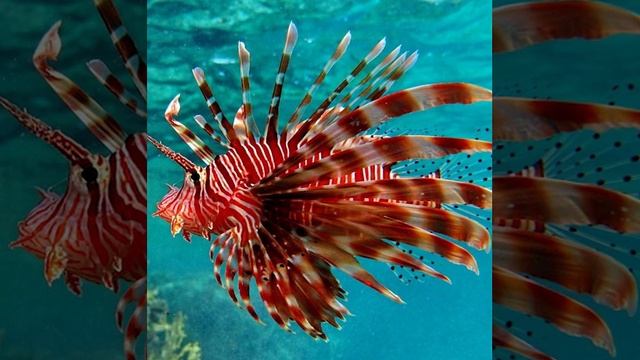 САМЫЕ ИНТЕРЕСНЫЕ ФАКТЫ ПРО РЫБУ ЛЬВА! (Познавательное видео для детей с Енотом Почемучкой ). смотреть онлайн