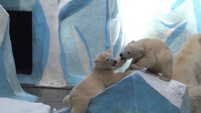 Медвежатам нравится летом покопаться в снегу. 03.06.2023 смотреть онлайн