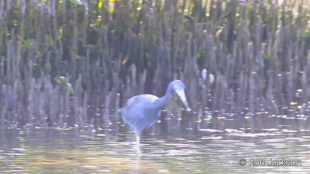 Little Blue Heron - Egretta caerulea ("Garca-azul") смотреть онлайн