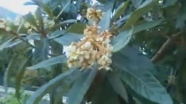 Мушмула цветет - видео3 6января2012 смотреть онлайн