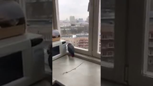 Попугай Жора увидел птичек смотреть онлайн